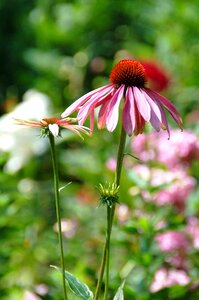 Summer bloom bol photo