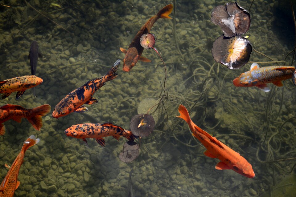 Animal world nature swim