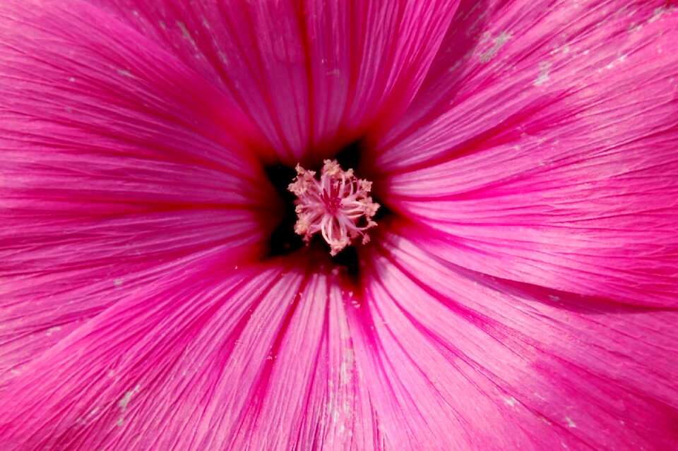 Nice macro flower