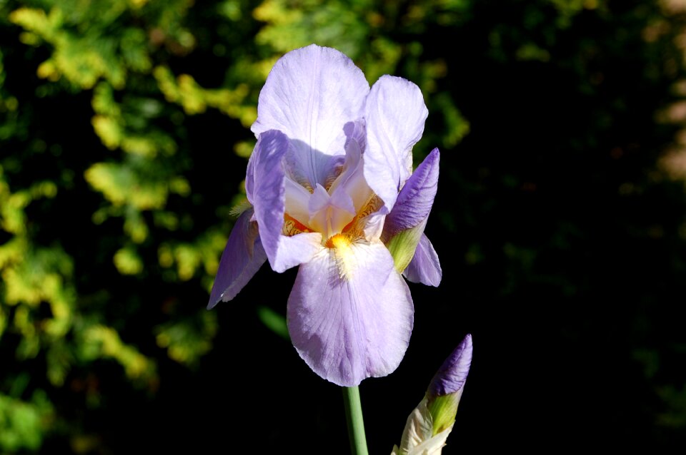 Garden at the court of iris