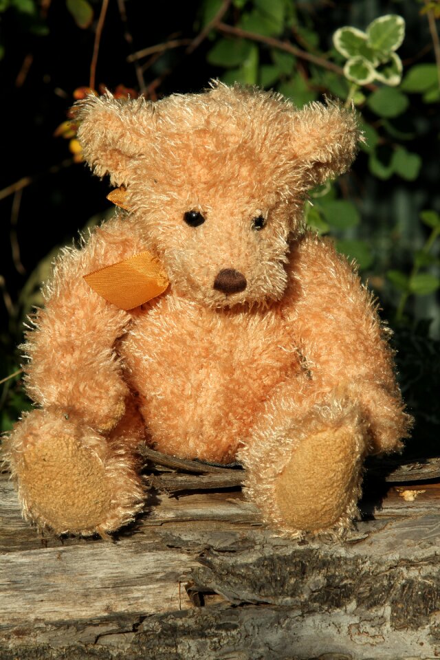 Bear bears soft toy