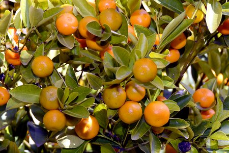 Citrus fruits fruit mediterranean