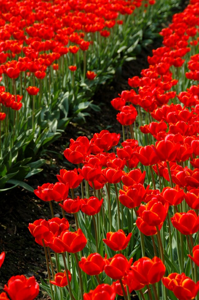 Nature red row