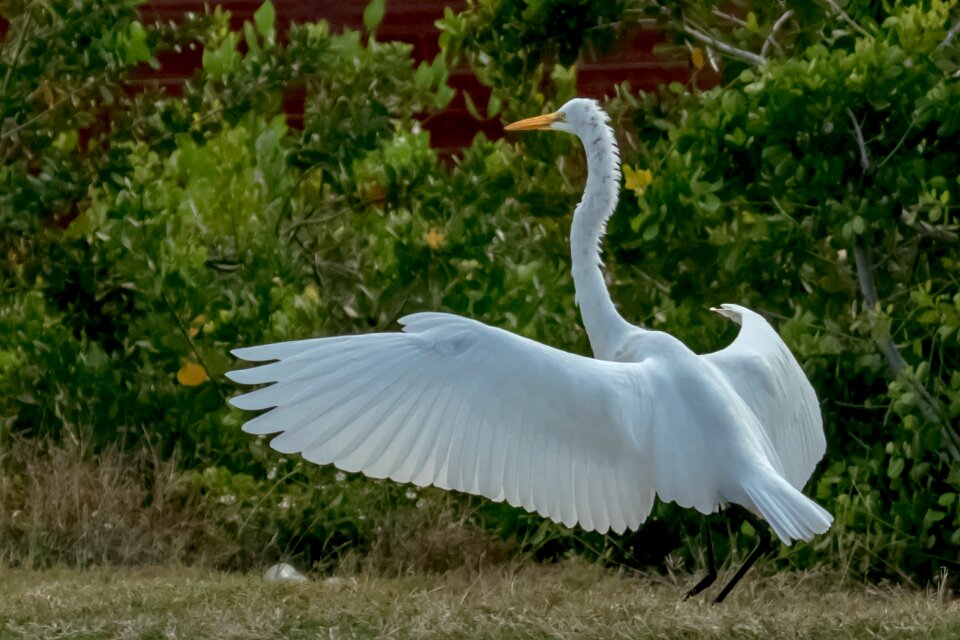 Nature birding outdoors