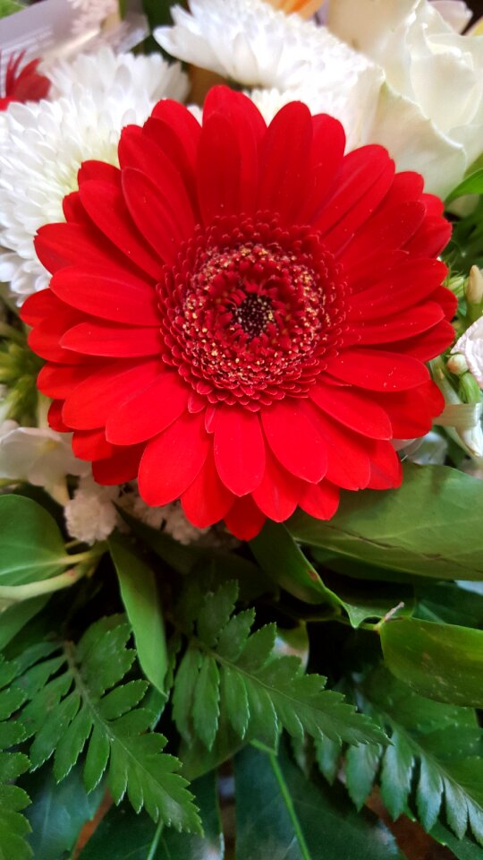 Nature close up summer flower