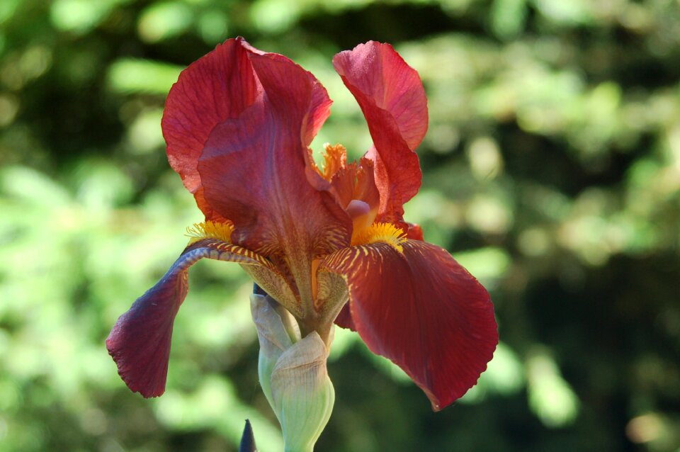 Garden at the court of iris