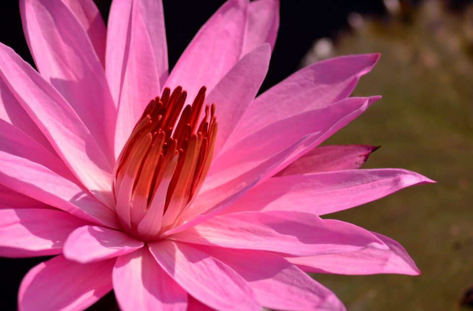 Nature garden plant