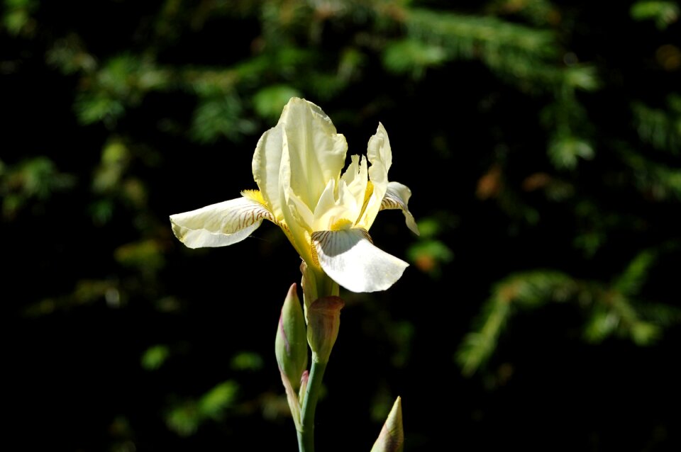 Garden at the court of iris