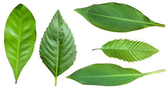 Blade white background green