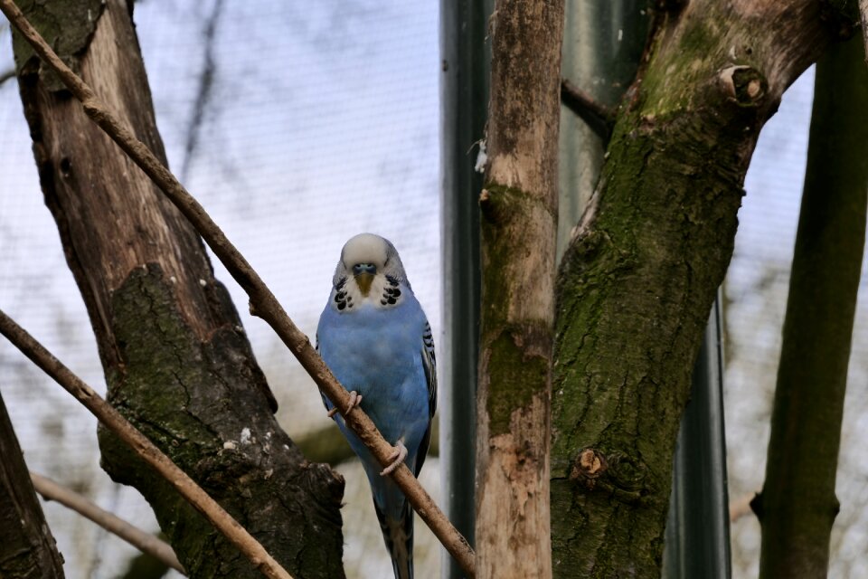 Animal world wood budgie