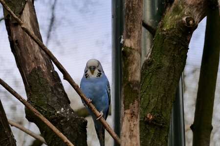 Animal world wood budgie photo