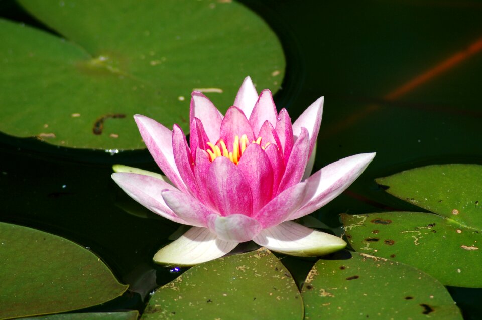 Flower water lily plant