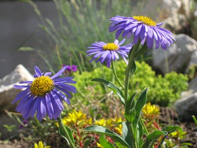 Plant nature flower purple