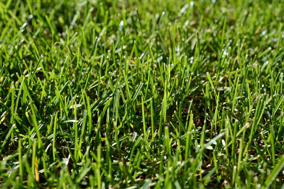 Nature grasses green grass