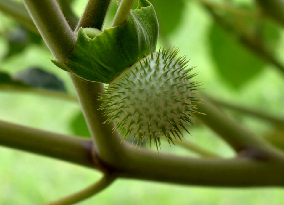 Fruit ball with prickles marah fabaceus vine