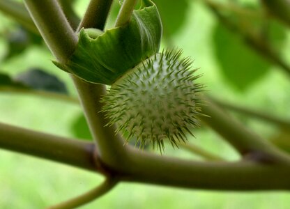 Fruit ball with prickles marah fabaceus vine