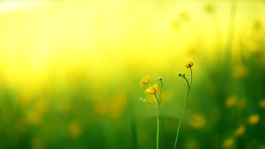 Field growth flowers photo