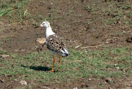 Medium-sized wading bird gregarious