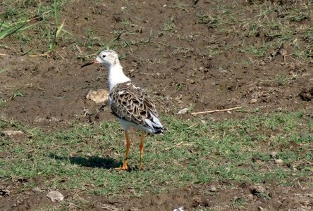 Medium-sized wading bird gregarious photo