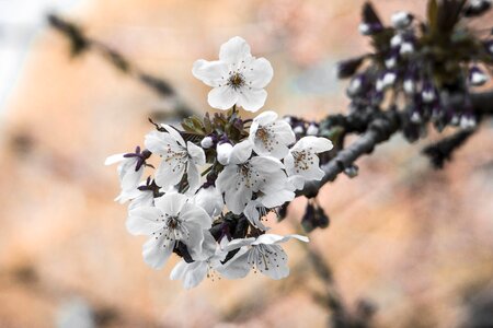 Blooming natural sakura