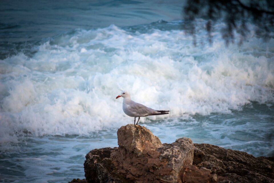 The seagull waves tree