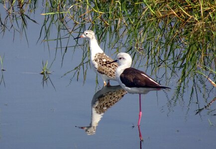 Stilt black-winged medium-sized photo