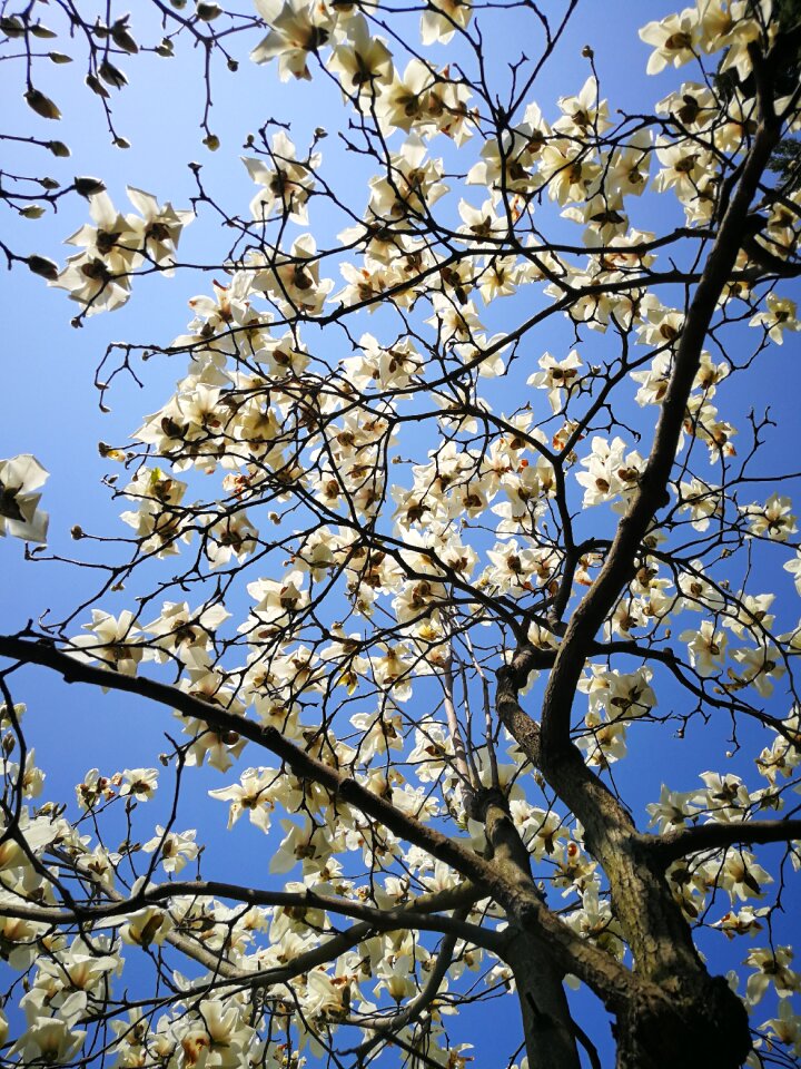 Branch cherry wood season