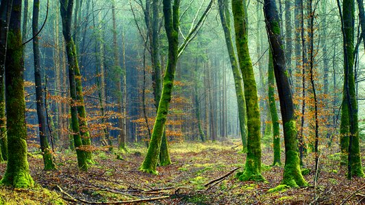 Green forest floor colourless