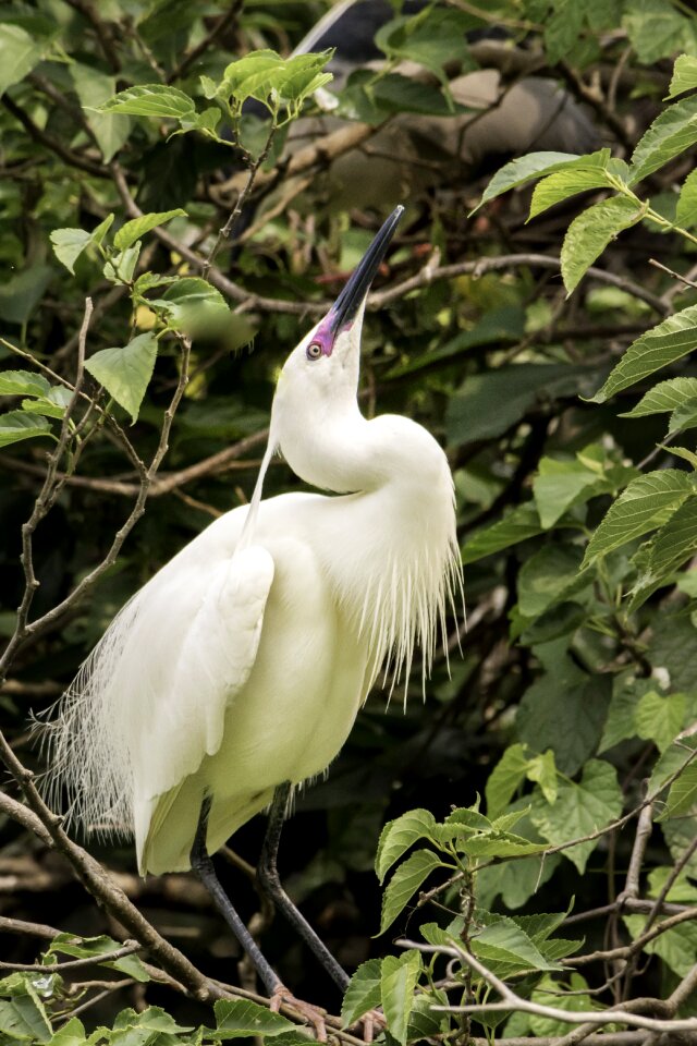 Animal wild tropical
