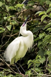 Animal wild tropical