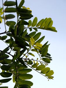 Twigs plant green