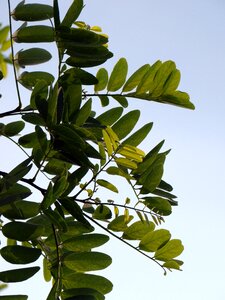 Twigs plant green photo