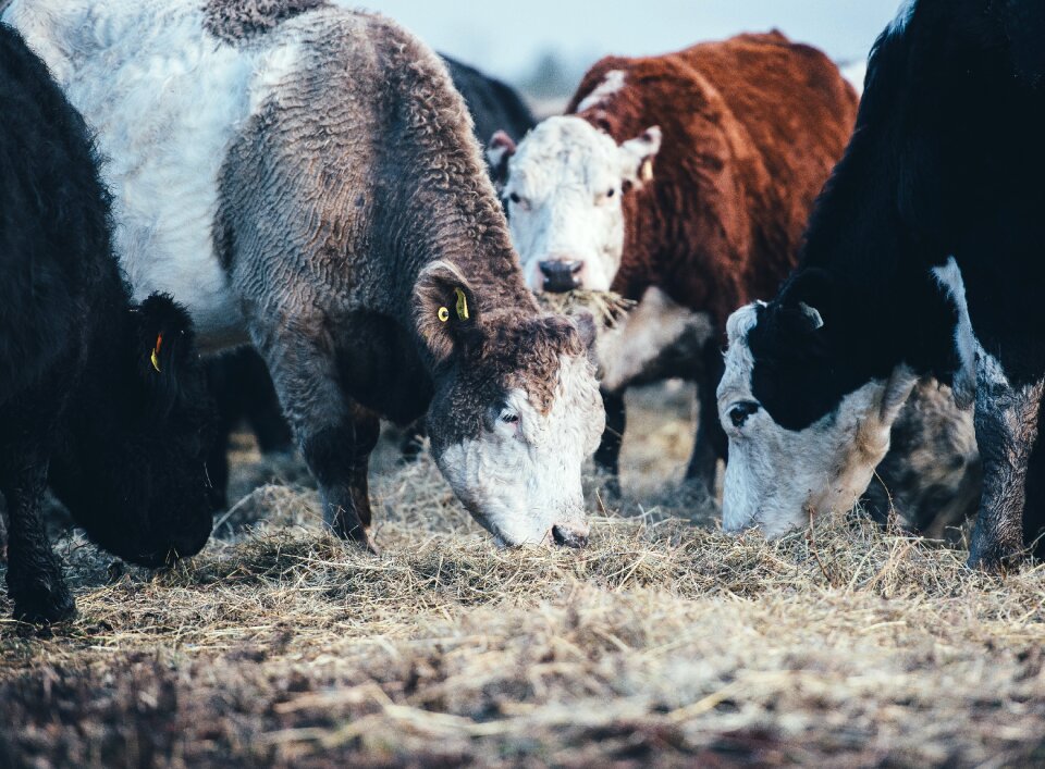 Field eating grass