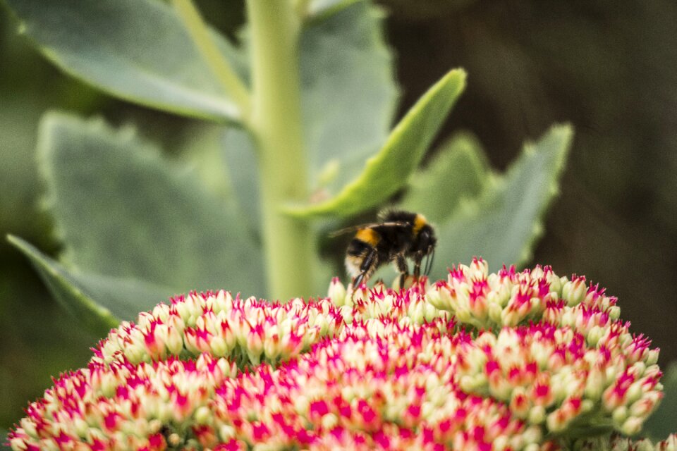 Bee flower spring