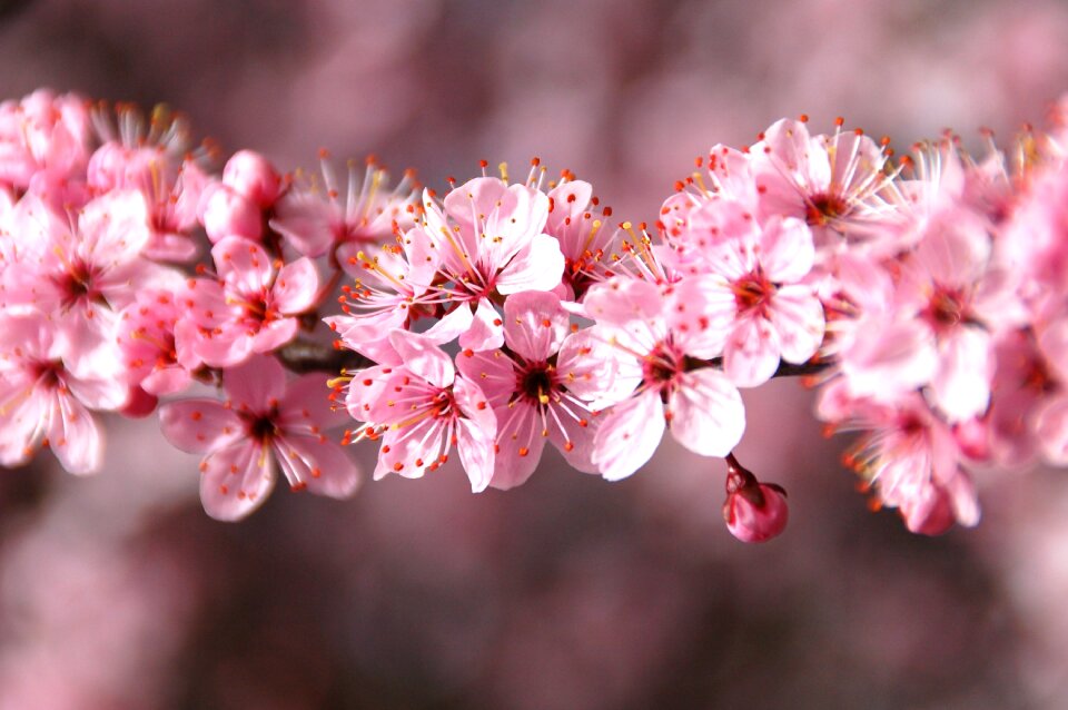 Cherry season blossom