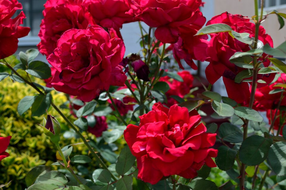Gardening bloom natural