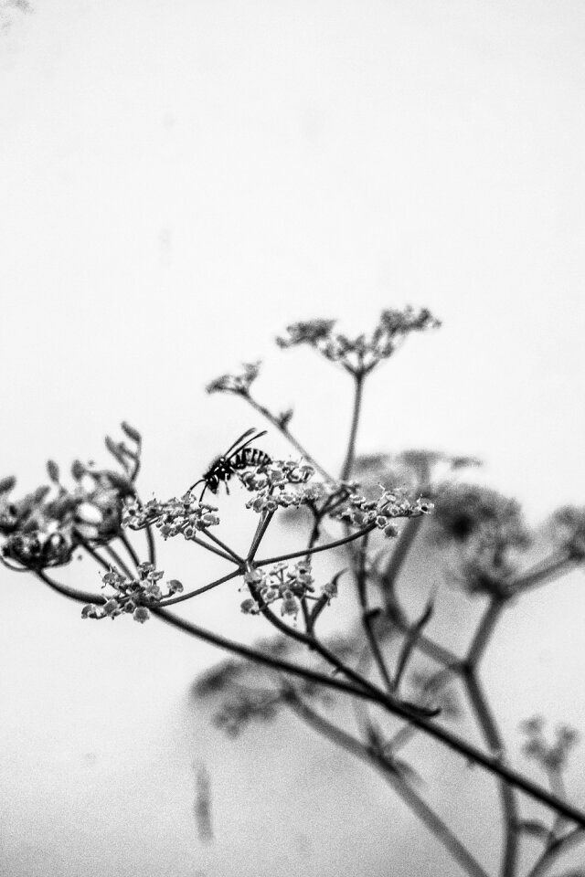 Bee flower b w