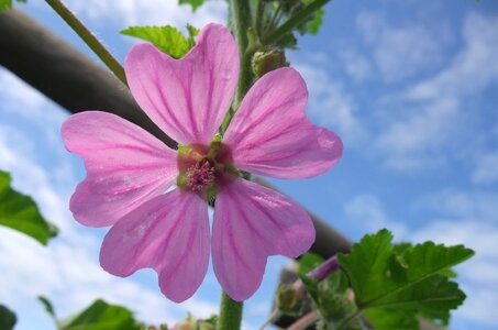 Garden petal hollyhock