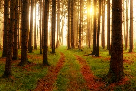 Path softwood forest photo