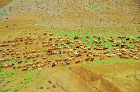 Sheep animal food