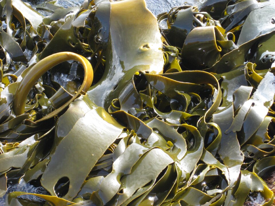 Kelp seaweed nature