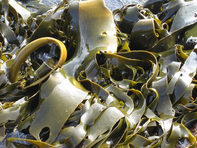 Kelp seaweed nature