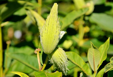 Plant flower green