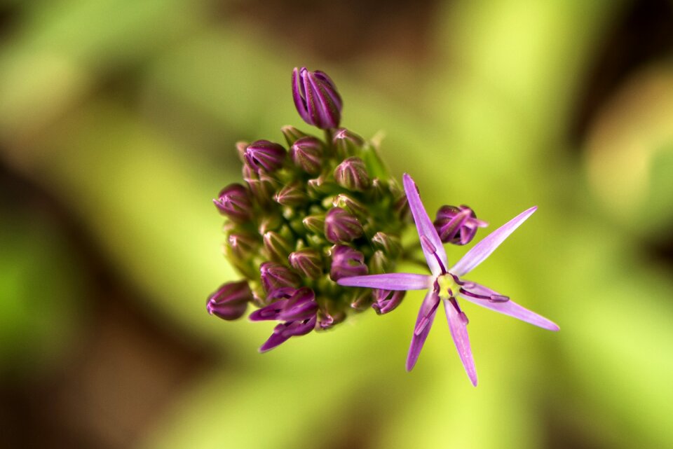 Petals violet purple