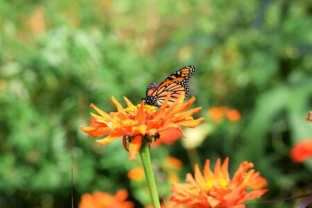 Monarch garden spring photo