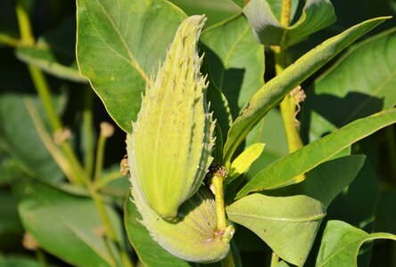 Plant flower green