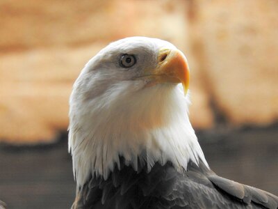 Freedom american symbol