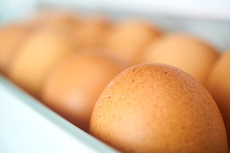 Chicken diet healthy lifestyle