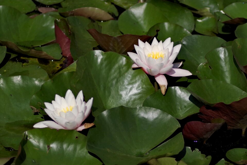 Ornamental plants pond amp shipping