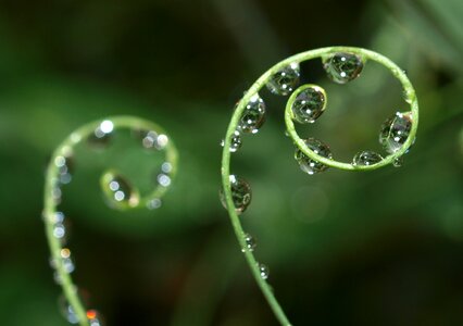 Drop flora droplet